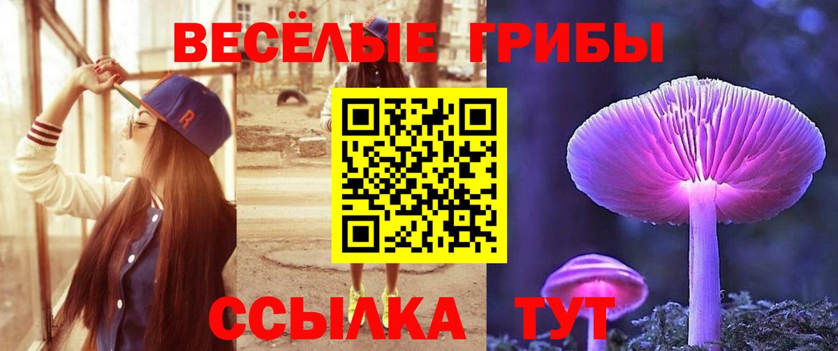 Псилоцибиновые грибы Cubensis Дербент